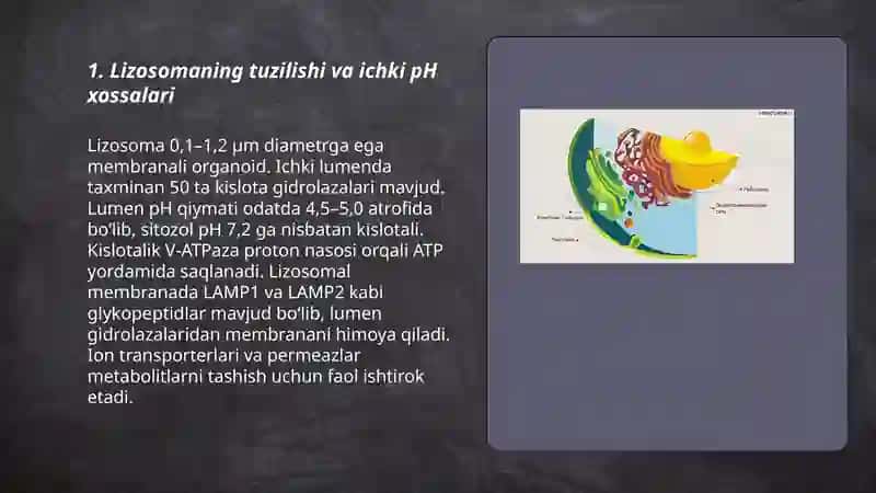 Sitoplazma organoidlari -lizosoma, sentrasoma, mikronaychalar 3