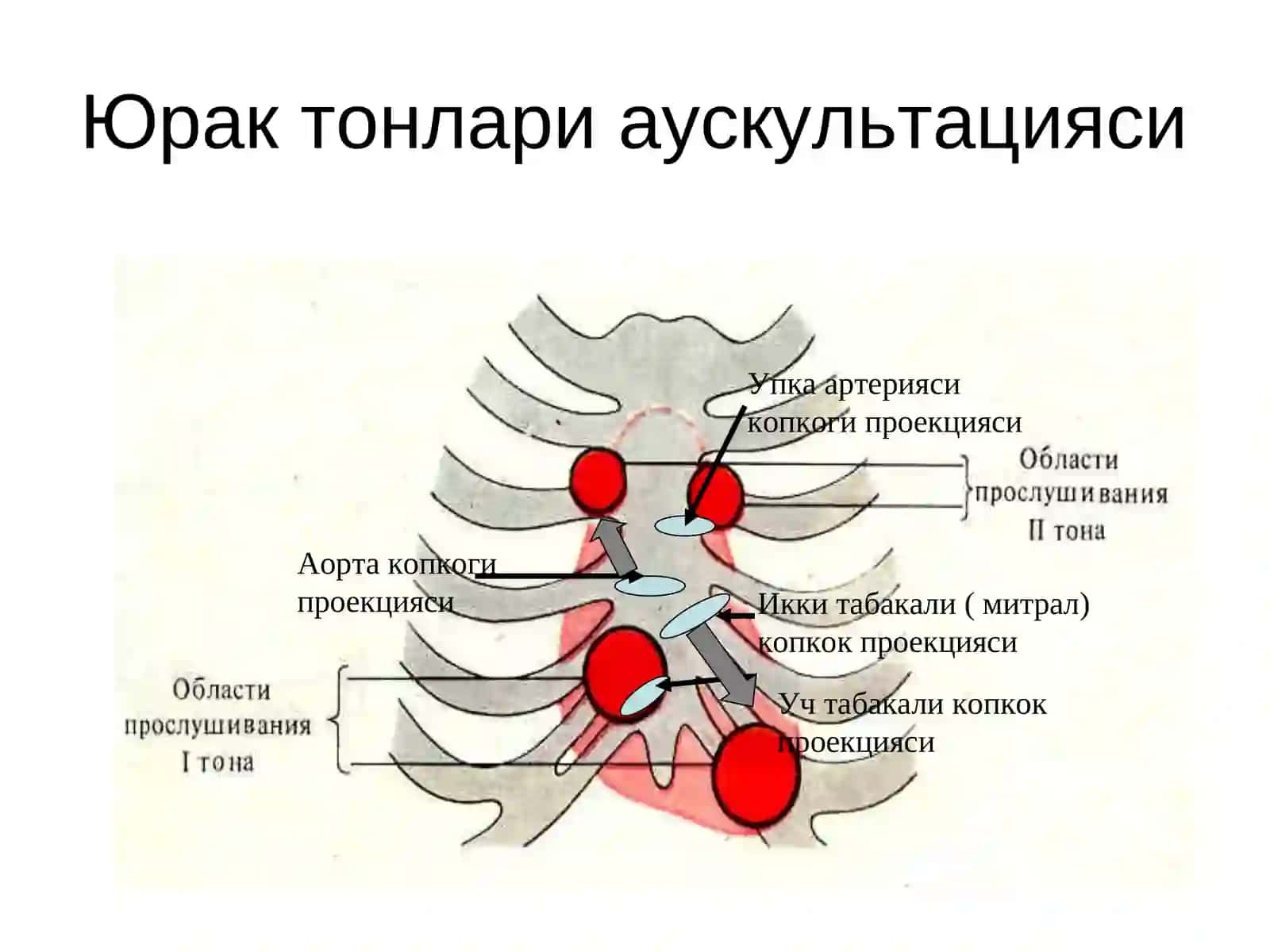 Юрак фаолиятининг ташқи кўрсаткичлари 3