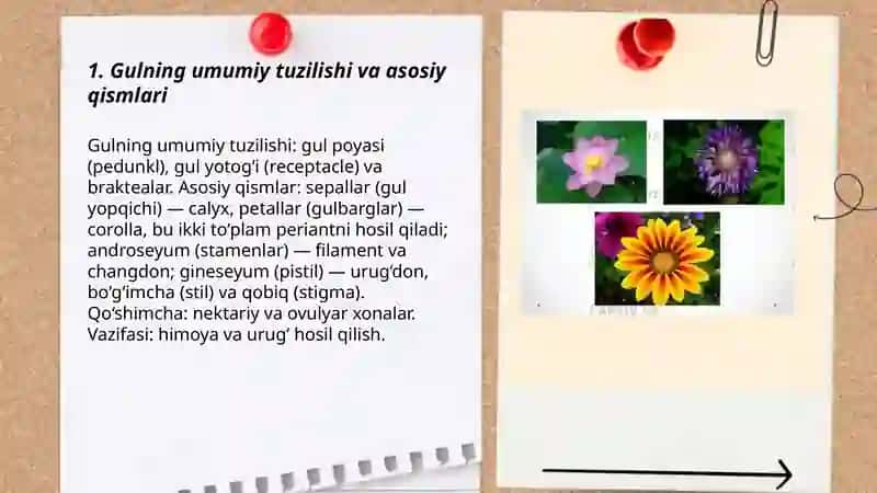 Gulning tuzulishi.Gulning diagrammasi formulalarini tuzish 3
