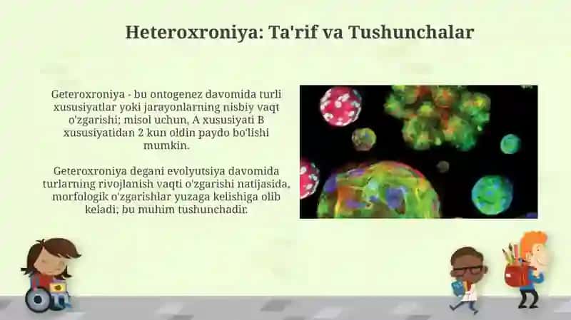 O'sish va rivojlanish geteroxroniyasi 3