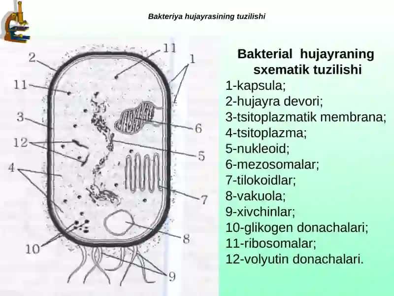 Bakteriyalar harakatchanligini o‘rganish usullari 3