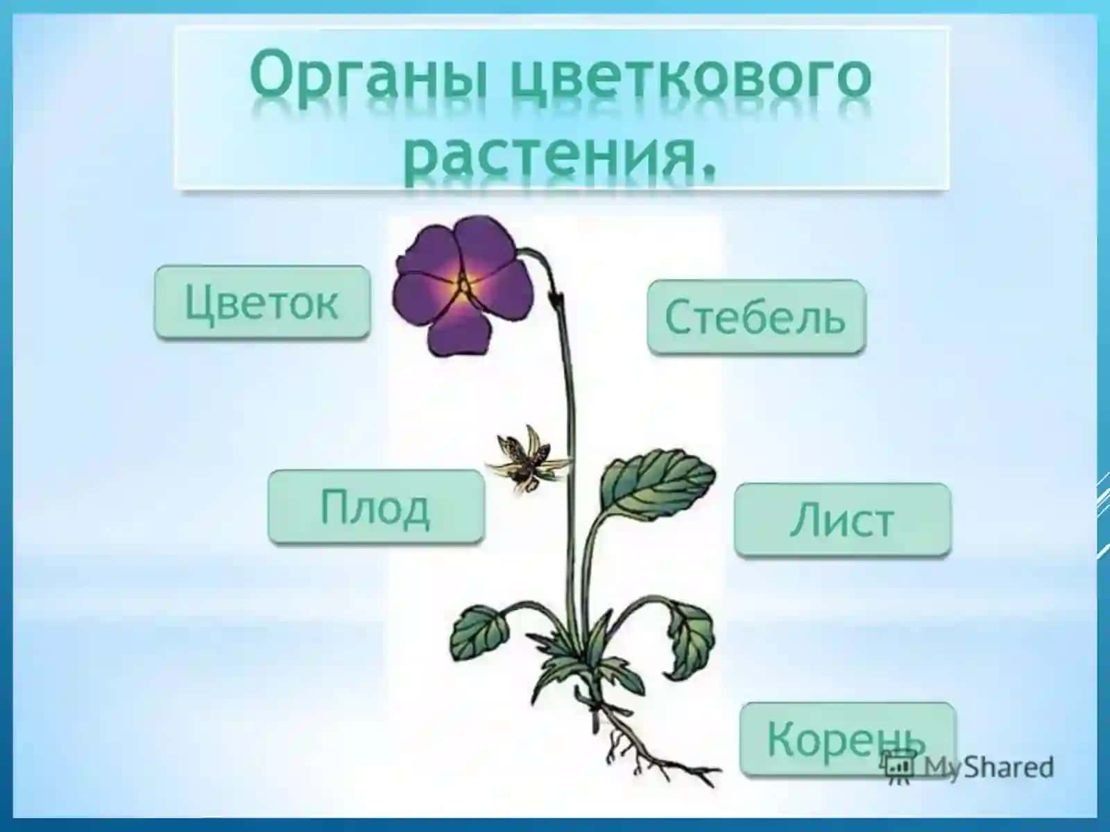 Урок биологии 6 класс по теме : «Корень» 3