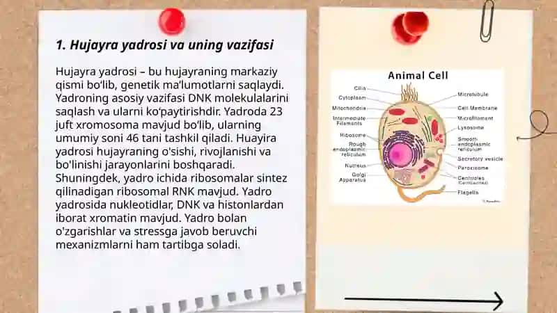 Hujayraning umumiy va maxsus organoidlari va ularning vazifalari 3