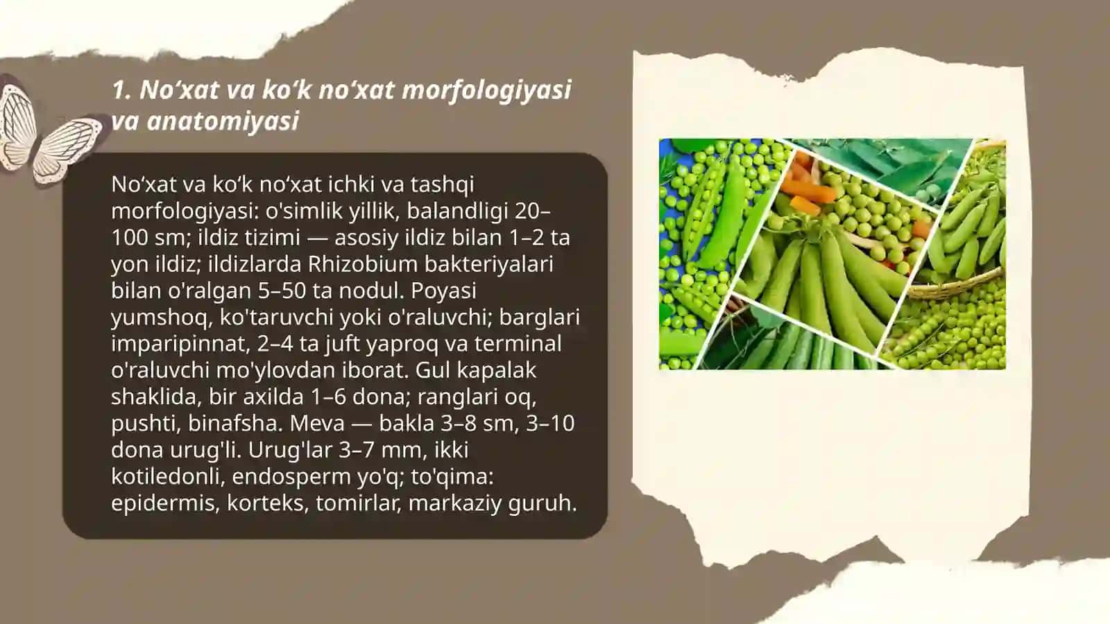 Noʻxat va koʻk noʻxat biologiyasi va yetishtirish texnologiyasi 3