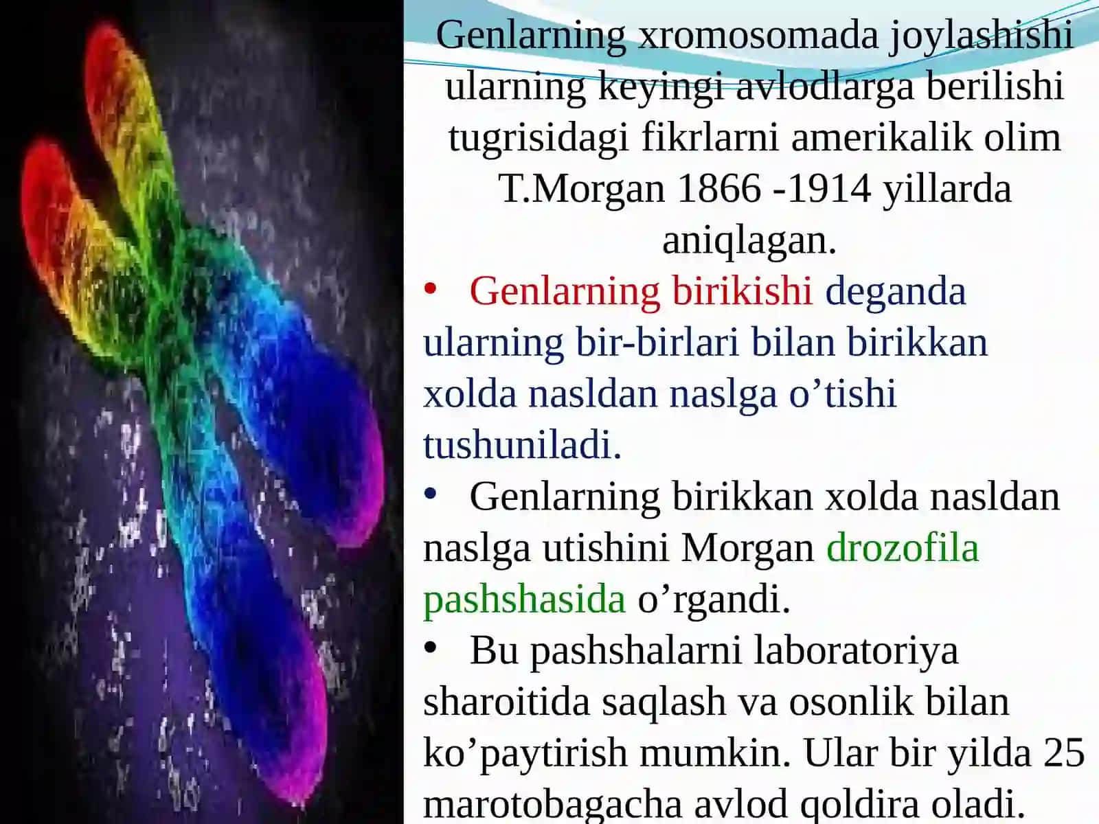Irsiyatning xromosoma nazariyasi. Jins – irsiy belgi 3