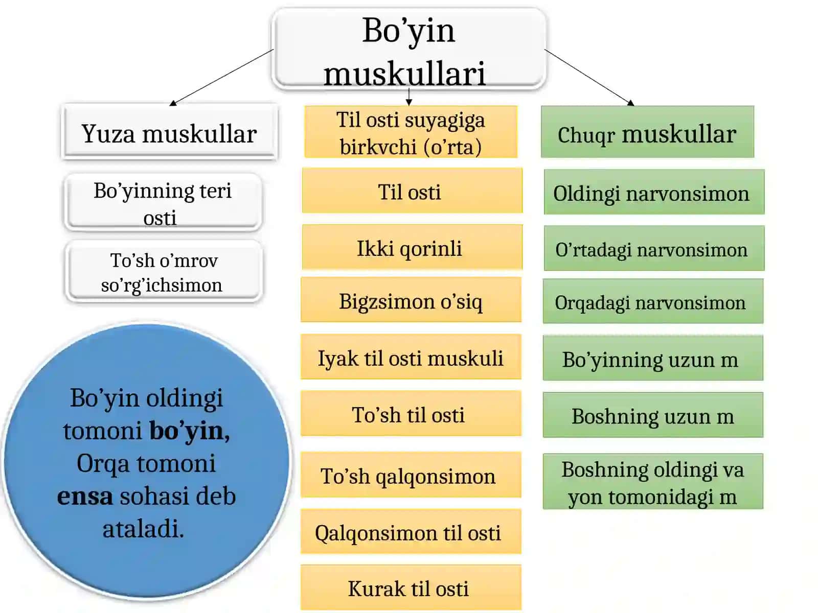 Bo’y va bo’y muskullari | Рост и мышцы шеи и сделано 3