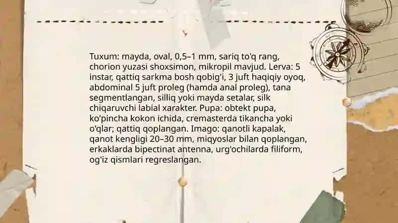 Tut ipak qurtining morfologik, anotomik, fiziologik va ekologik aspektlari 3