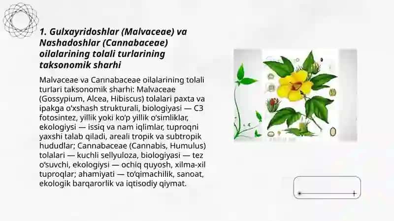 Gulxayridoshlar (Malvaceae) va Nashadoshlar (Cannabaceae) oilalarining tolali turlarining taksonomik sharhi 3