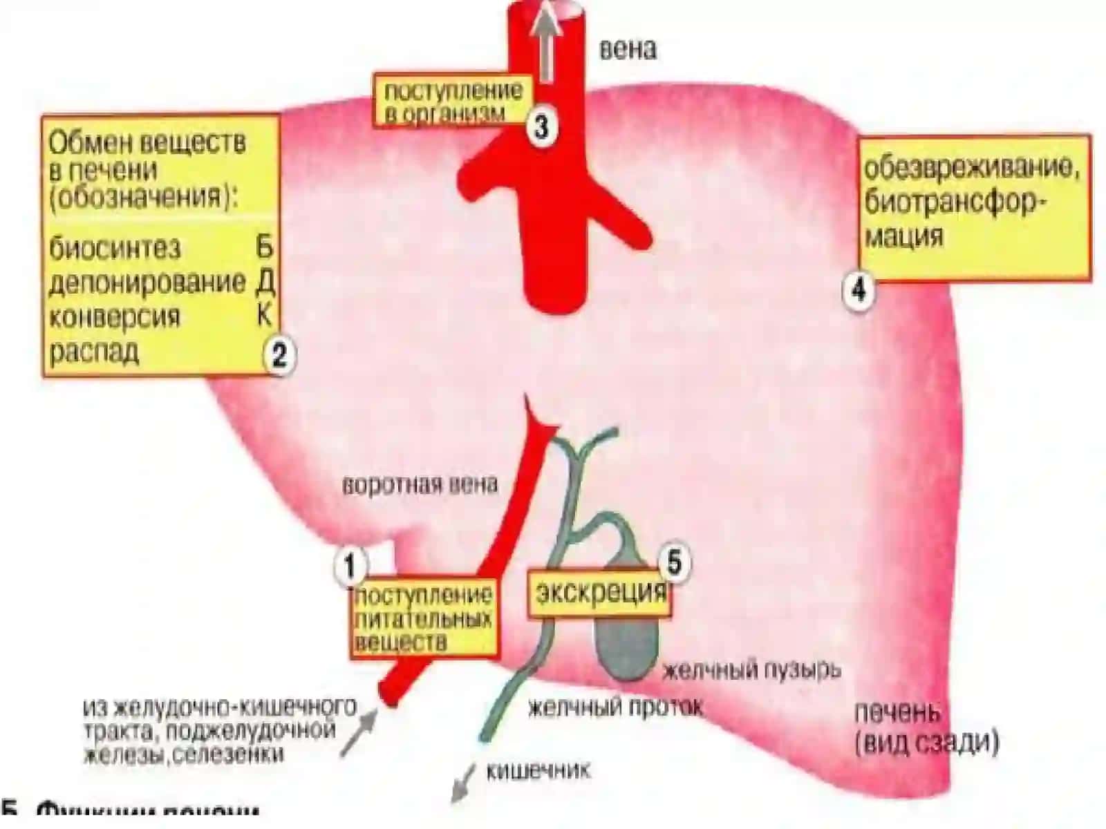 САРИҚЛИК ВА ГЕПАТОМЕГАЛИЯНИ ҚИЁСИЙ ТАШҲИСЛАШ 3