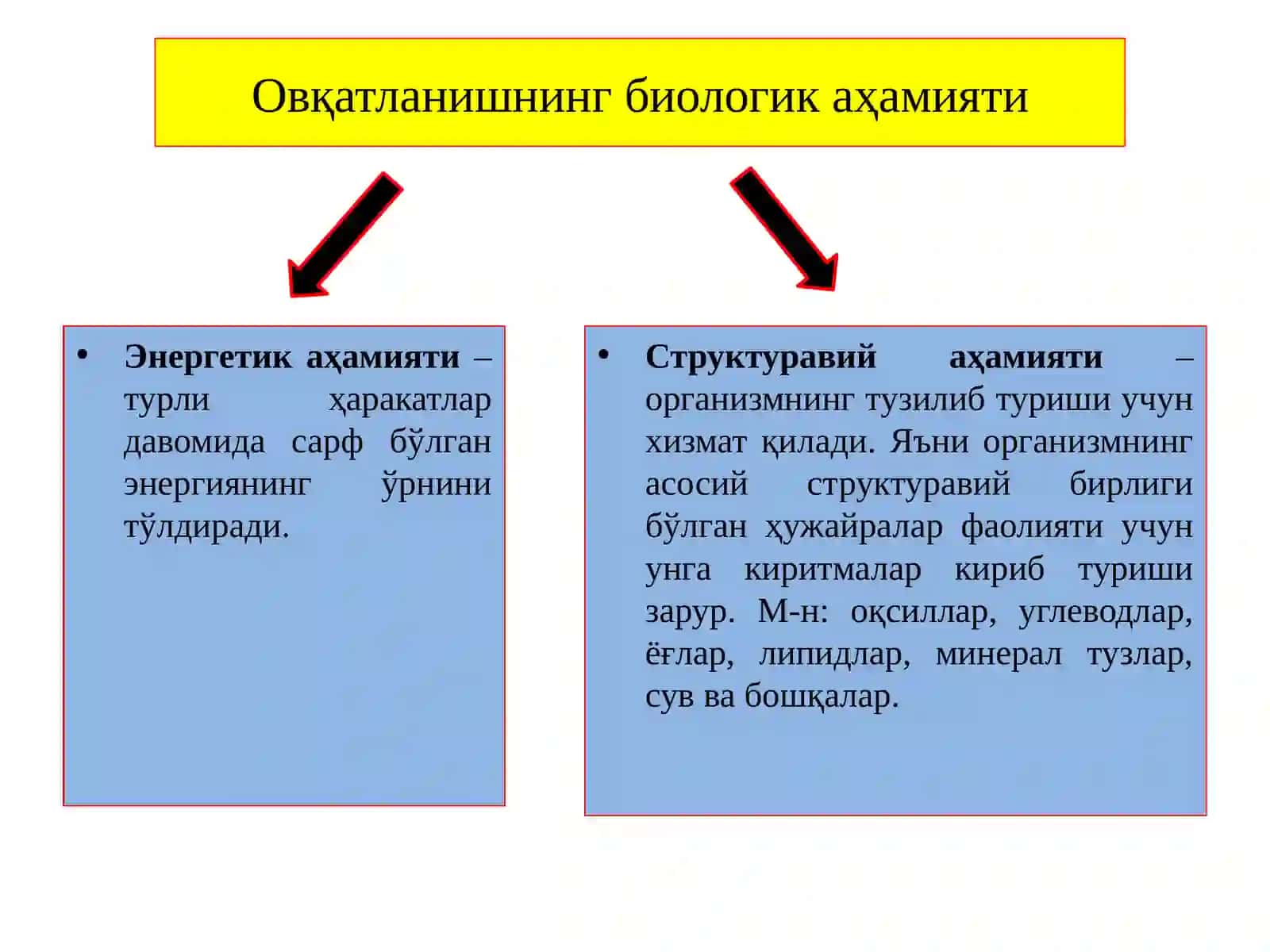 Овқат ҳазм қилиштизими 3
