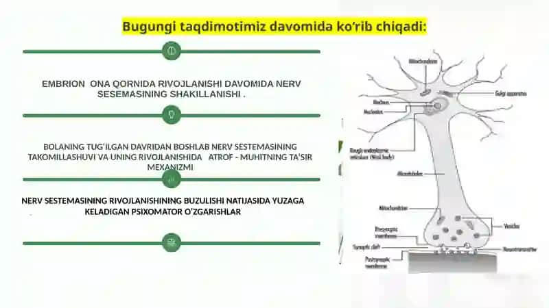Bolalarda bosh miyaning morfologik va funksional hususiyatlari 3