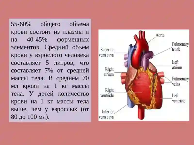 ГИГИЕНА И ВОЗРАСТНЫЕ ОСОБЕННОСТИ СЕРДЕЧНО СОСУДИСТОЙ СИСТЕМЫ 3
