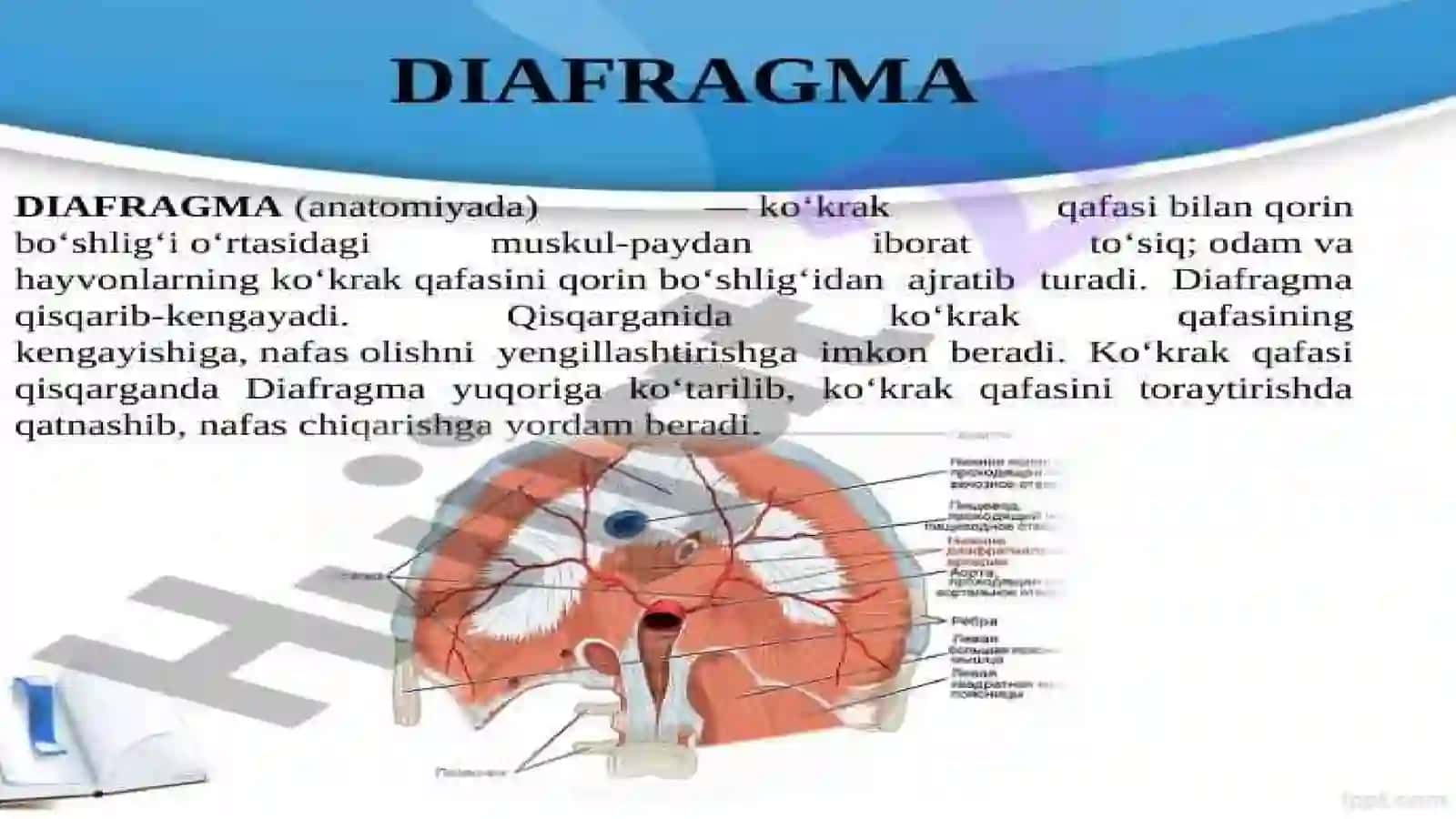 Diafragma mushaklari fiziologiyasi 3