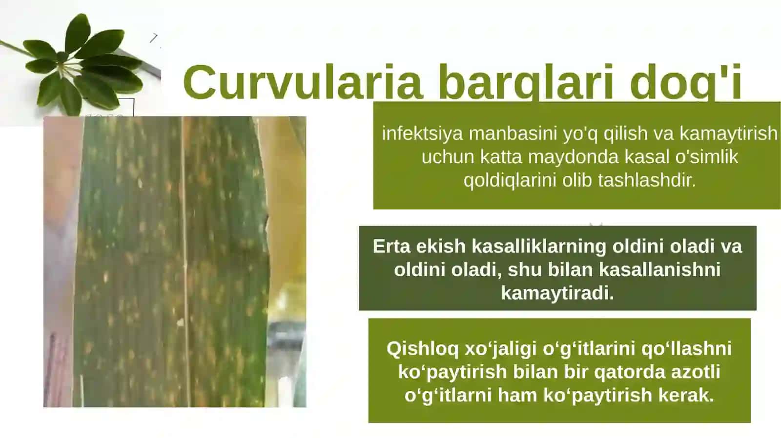 Makkajo'xori kasalliklari qo'zg'atuvchilari morfologik o'rganish 3