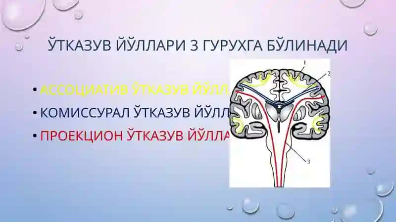 Ўтказув йўллари 3