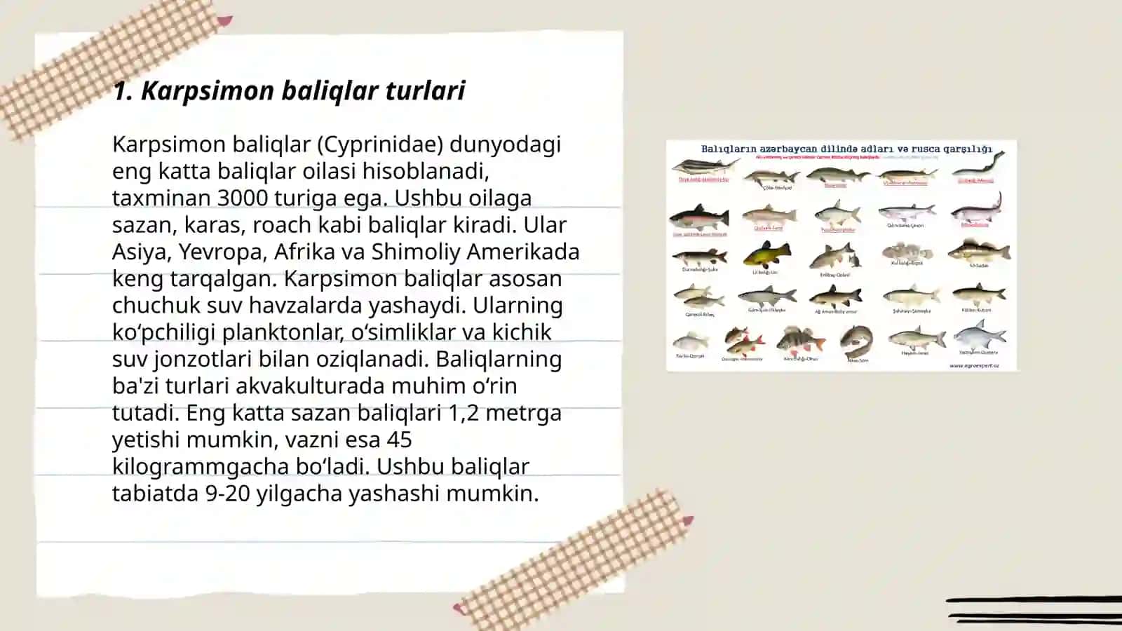 Karpsimon baliqlar sistematikasi 3