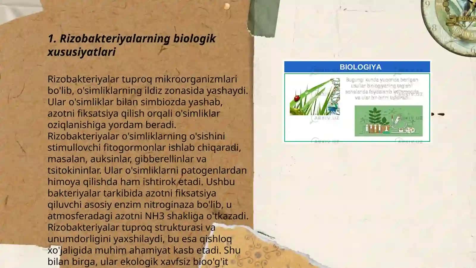Rizobakteriyalar va ulardan dukkaklilar inokulyatsiyasi 3