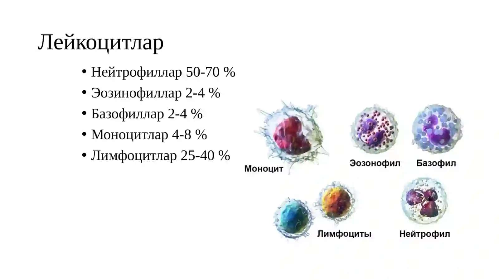 Лейкоцитлар 3