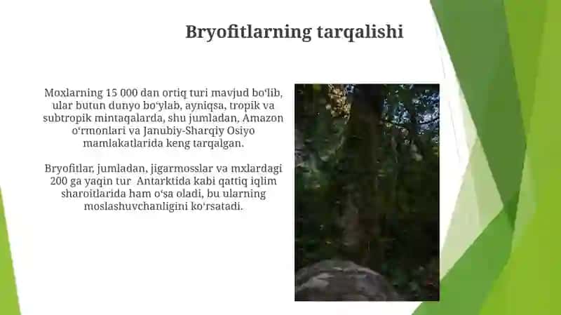 Bryofitlarning Xillari va Xususiyatlari 3