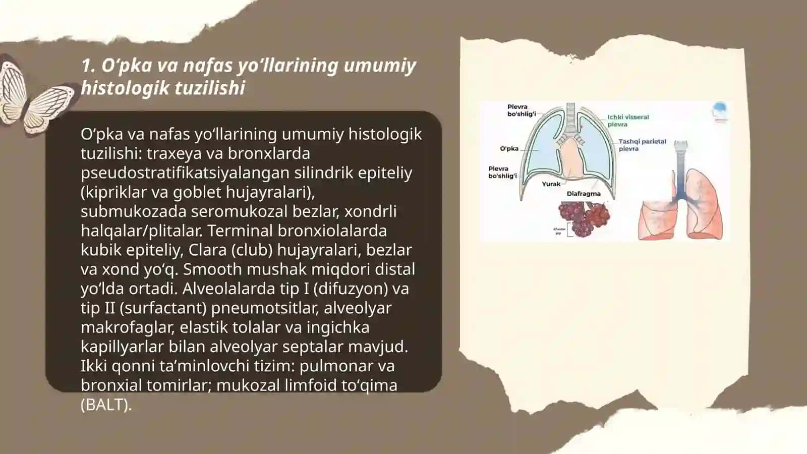 Oʻpka va nafas yoʻllarining gistologiyasi 3