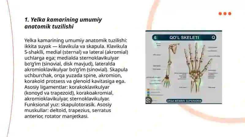 Yelka kamari va qoʻlning erkin suyaklari tuzilishi 3