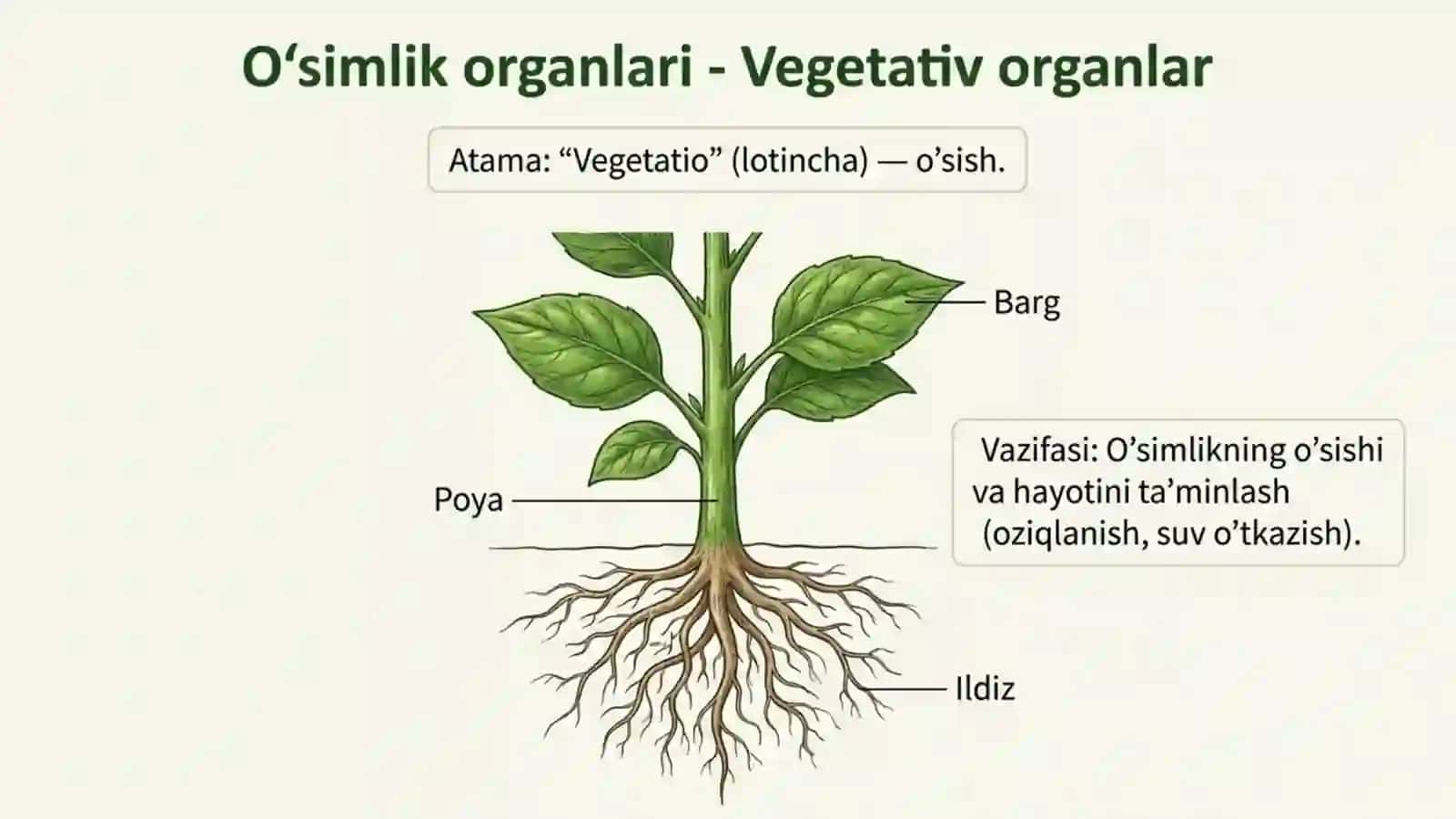 Gulli o'simliklar bilan umumiy tanishish 3