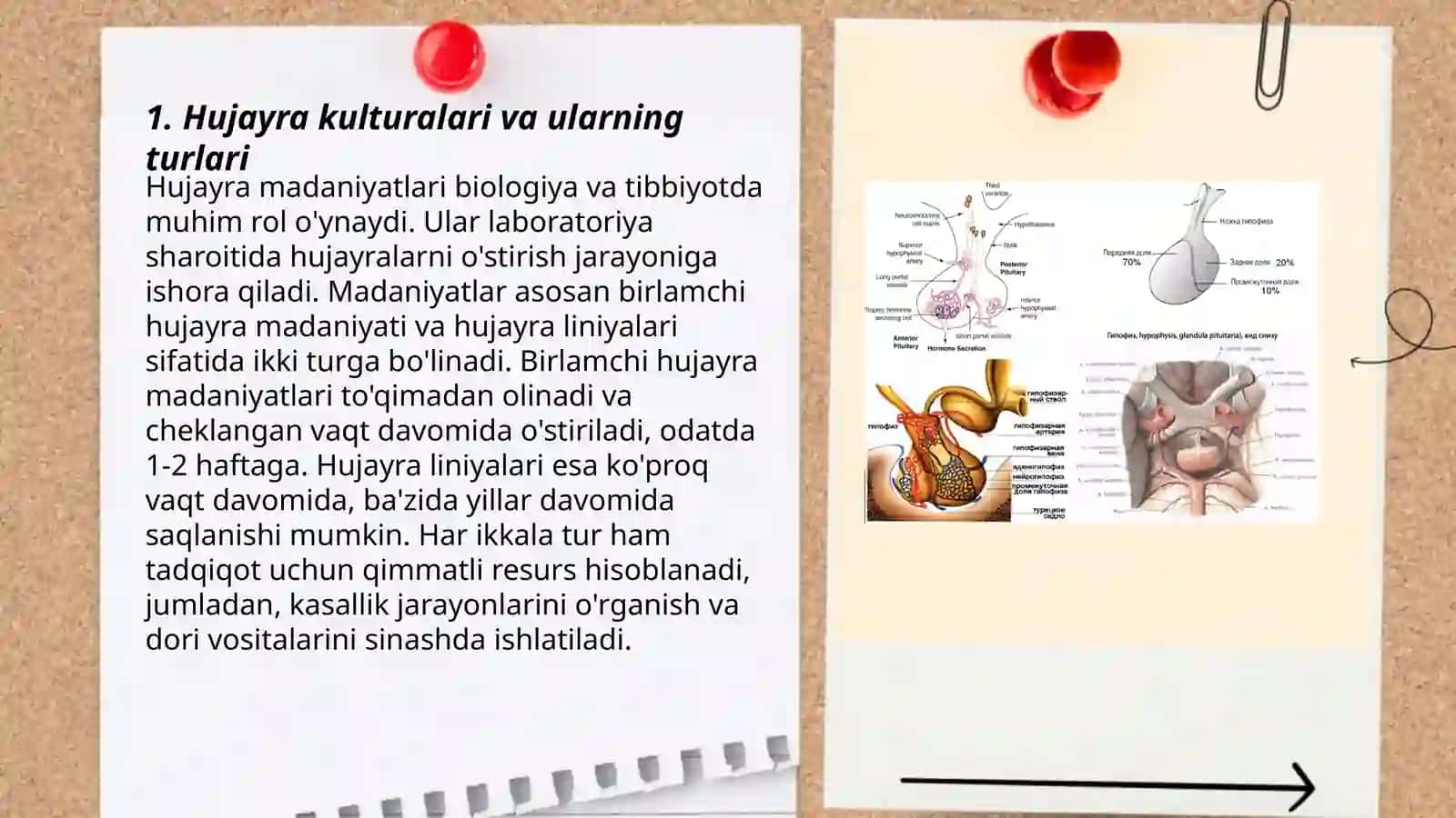Viruslarni ajratib olishda qo'llaniladigan hujayra kulturalari, olinishi, va qo'llanilish 3