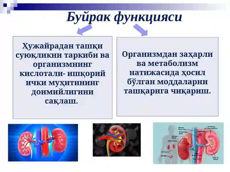 Болаларда сийдик ҳосил қилиш ва сийдик ажратиш тизими 3
