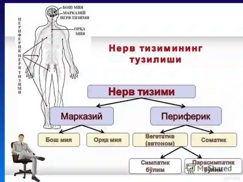 МАРКАЗИЙ НЕРВ ТИЗИМИНИНГ ХУСУСИЙ ФИЗИОЛОГИЯСИ 3