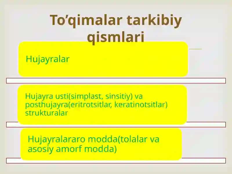 To’qimalar.Epiteliyto’qimasi.Yadro 3