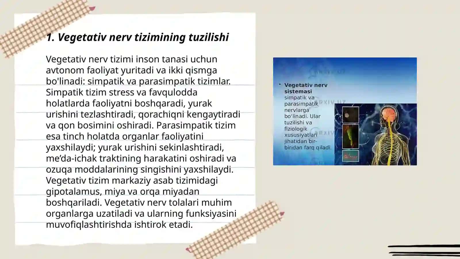 Vegetativ oliy markazlar va ularning funksional ahamiyati 3