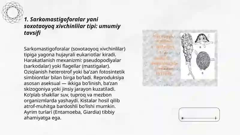 Sarkomastigoforalar yáni soxotaoyoq xivchinlilar tipi 3