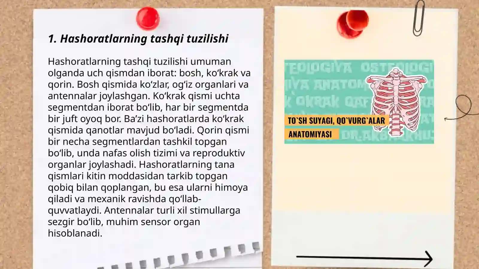 Hashoratlarning morfologiyasi va anatomiyasi 3