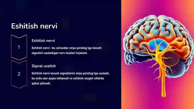 Eshitish sitologik mexanizmlari gistologiyasi 3