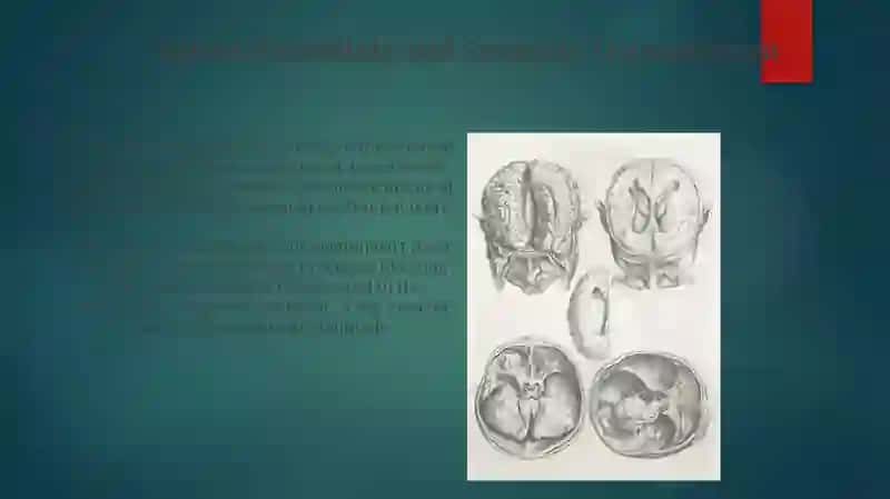 Divisions and Structures of the Nervous System 3