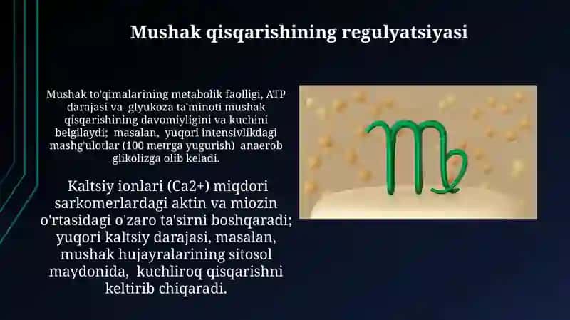 Mushak qisqarish mexanizmning morfologik asoslari 3