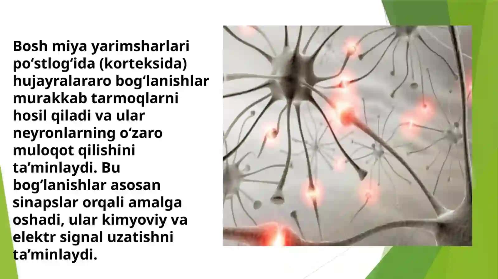 Gistologiya fanidan mustaqil ish 3