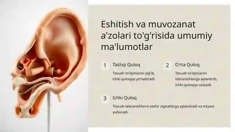 ESHITISH VA MUVOZANAT A'ZOLARNING YOSHGA BOG'LIQ O'ZGARISHLARI 3