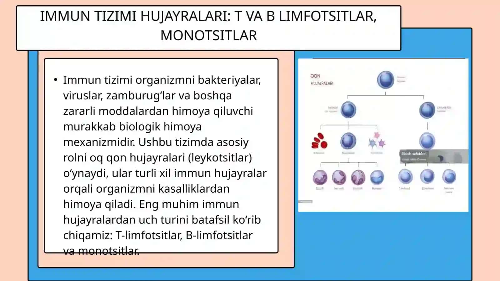 IMMUN TIZIMINING HUJAYRALARI. T VA B GURUH LIMFOSITLARI. MONOTSITLAR 3