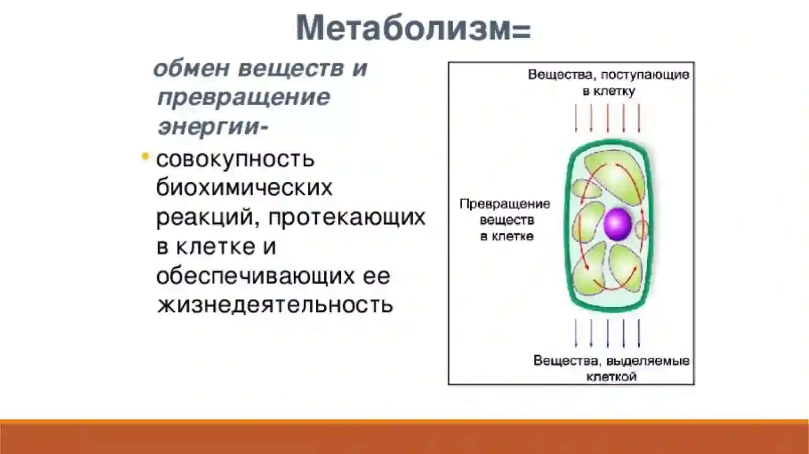 Обмен веществ и превращение энергии в клетке 3