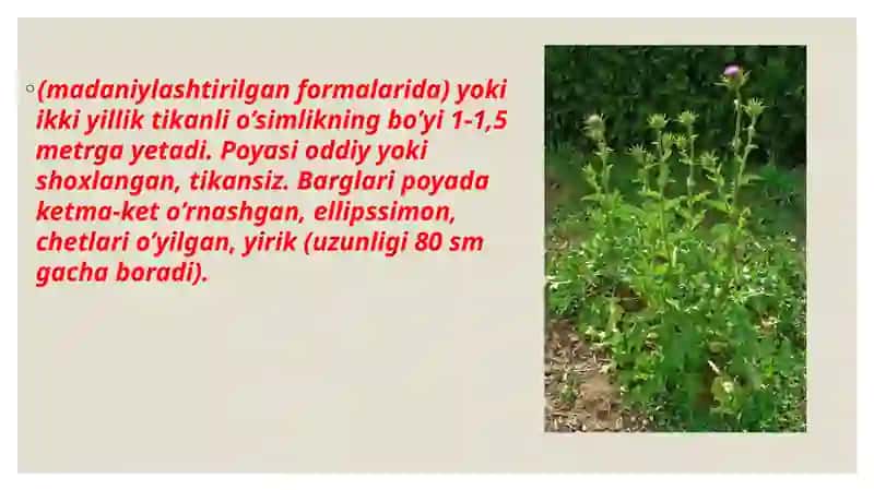 Olabuta (Silybum) Turkumi 3
