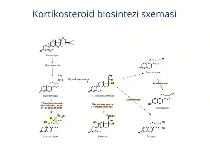 Buyrak usti bezlari 3