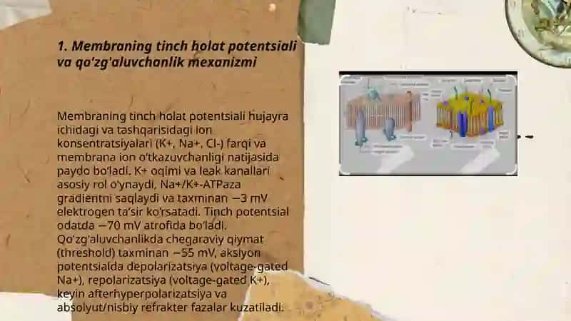 Qõzğaluvchan tõqimalar fiziologiyasi 3