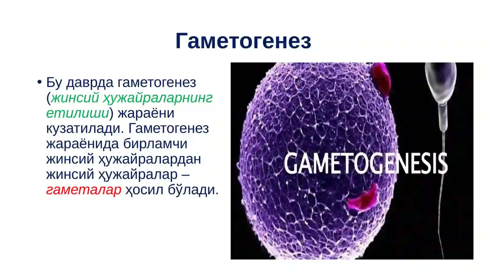 Проэмбрионал ривожланишнинг умумий қонуниятлари. Эмбрионал ривожланишнинг умумий қонуниятлари 3