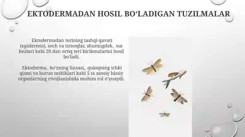 Rivojlanish biologiyasi progeniz embrogeniz 3