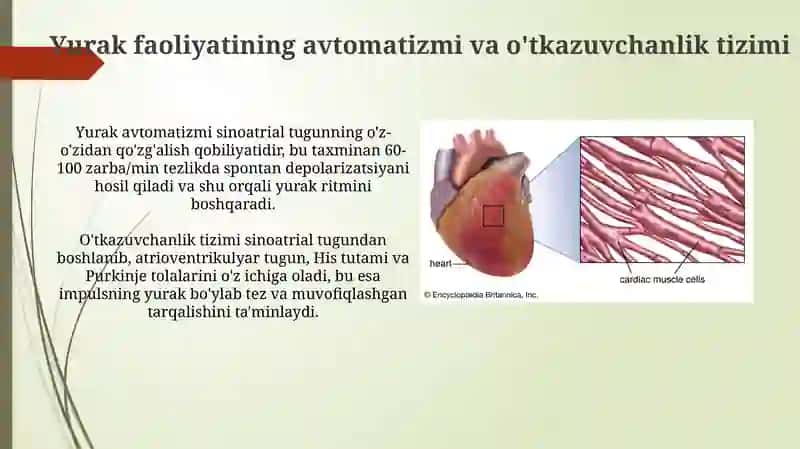 Yurak faoliyatini boshqarilishi 3