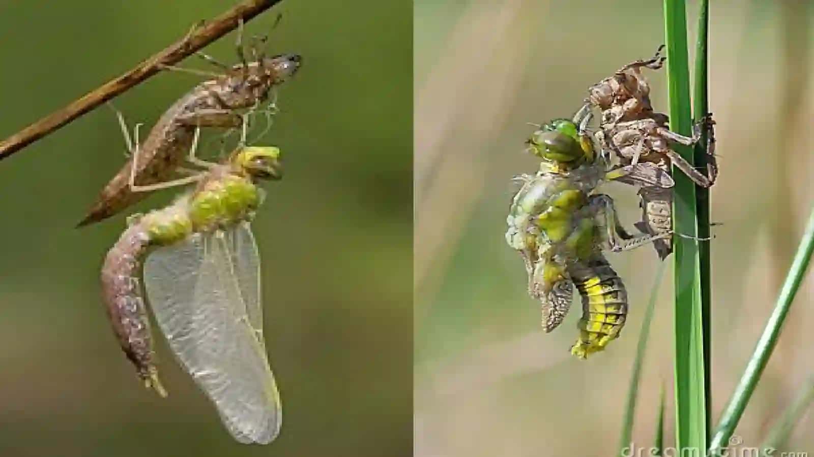 7-sinf Zoologiya 'Chala o'zgarish bilan rivojlanadigan hasharotlar' ko'rgazma 3
