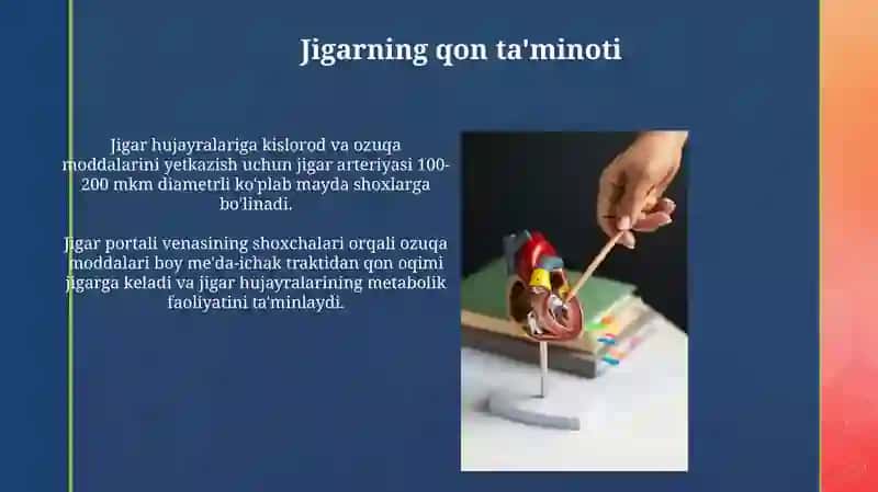 Ko'krak va qorin aortasining shoxchalari 3