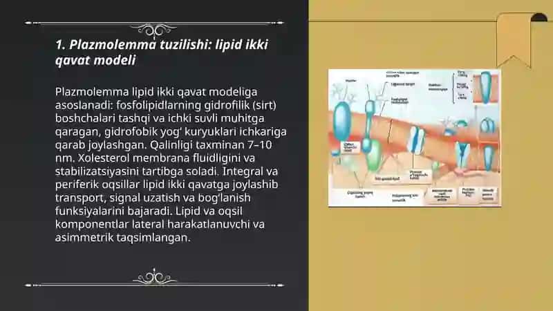 Plazmolemma va biologik membranalar tuzilishi hujayralararo bogʻlanish turlari 3