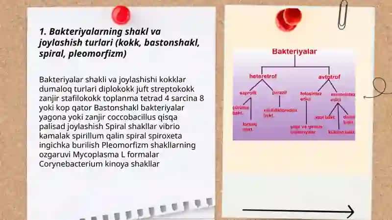 Mikrobiologiya fanidan tayyorlagan mustaqil ish 3